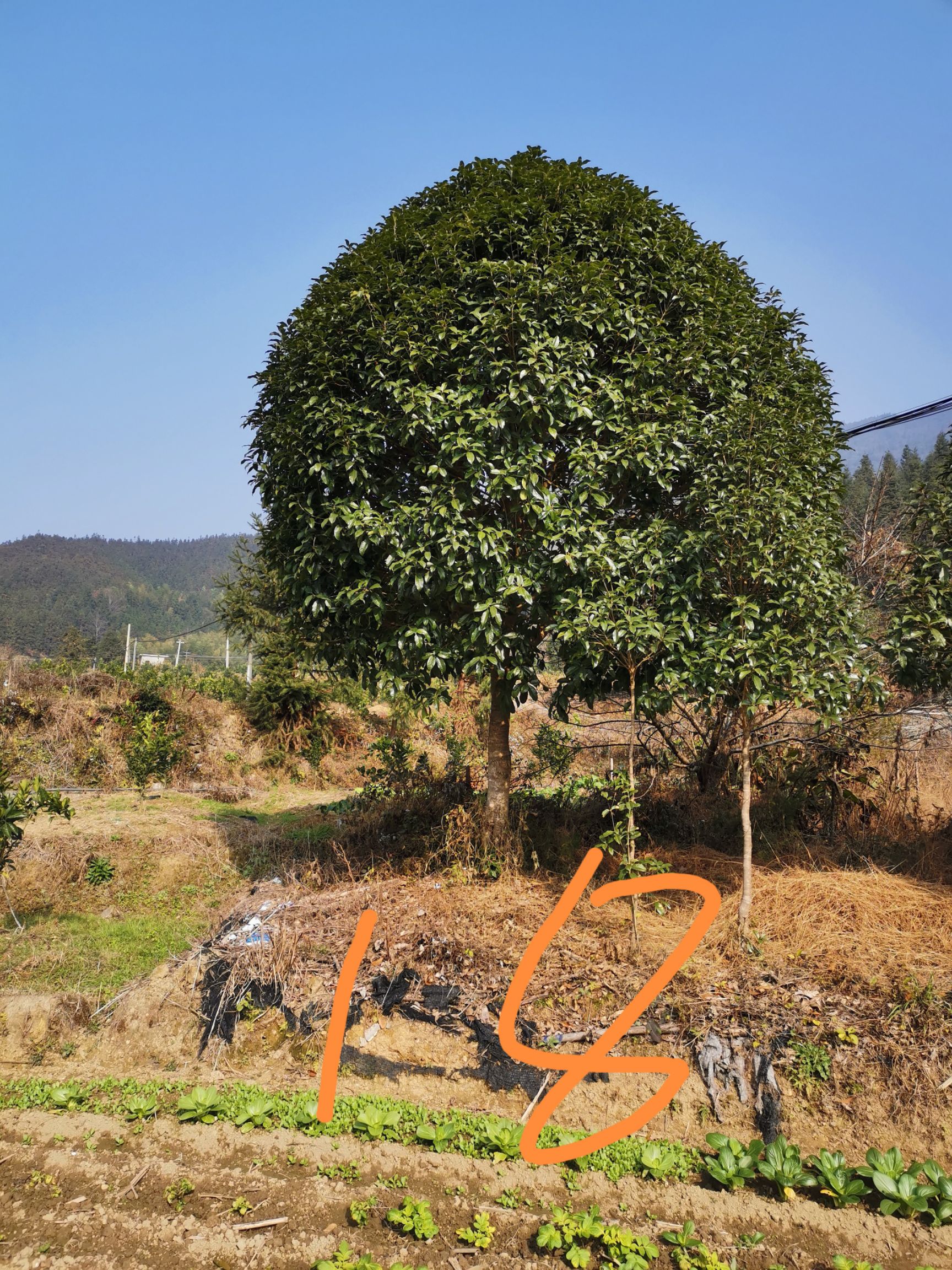 桂花树苗  桂花