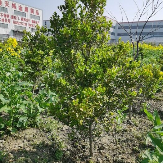 海安市大叶黄杨  瓜子黄杨苗，小叶黄杨苗，独杆黄杨，黄杨球，高杆黄