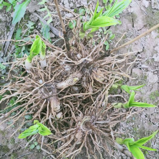 白及 三年紫花三叉白芨，可作种用，也可药甲