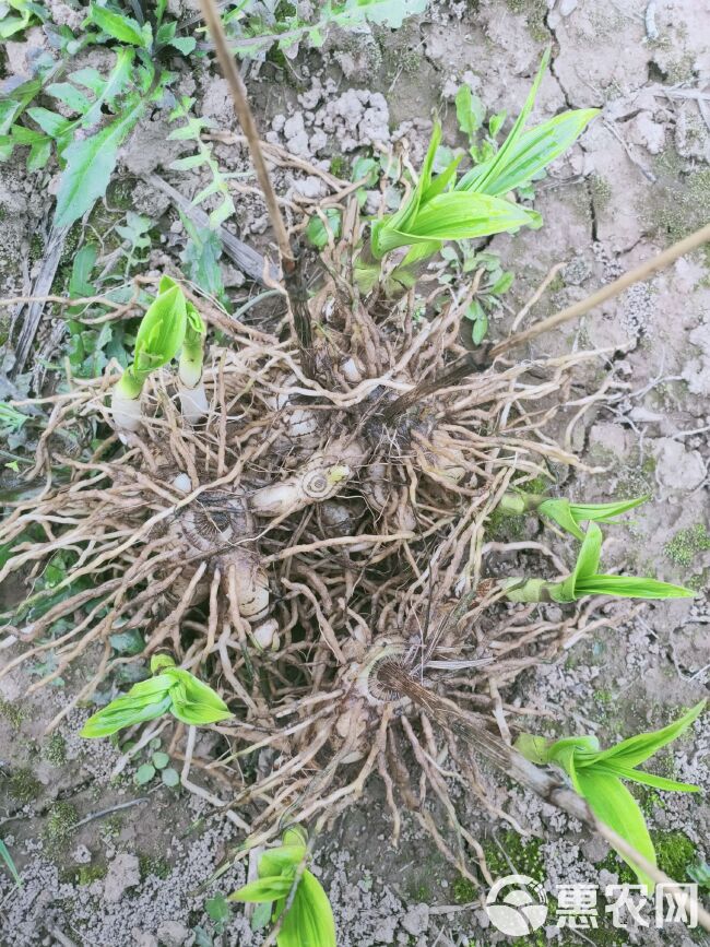 白及 三年紫花三叉白芨，可作种用，也可药甲