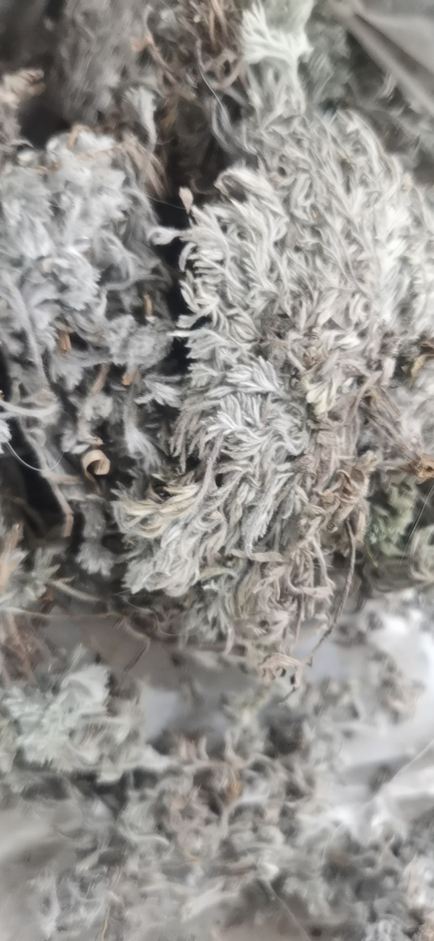  新货干茵陈，茵陈干品