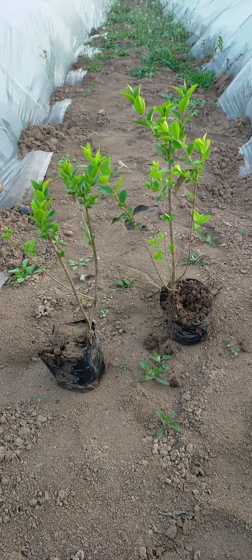 金叶小叶女贞树苗篱笆四季常青庭院植物绿化苗木耐旱耐阴无虫害