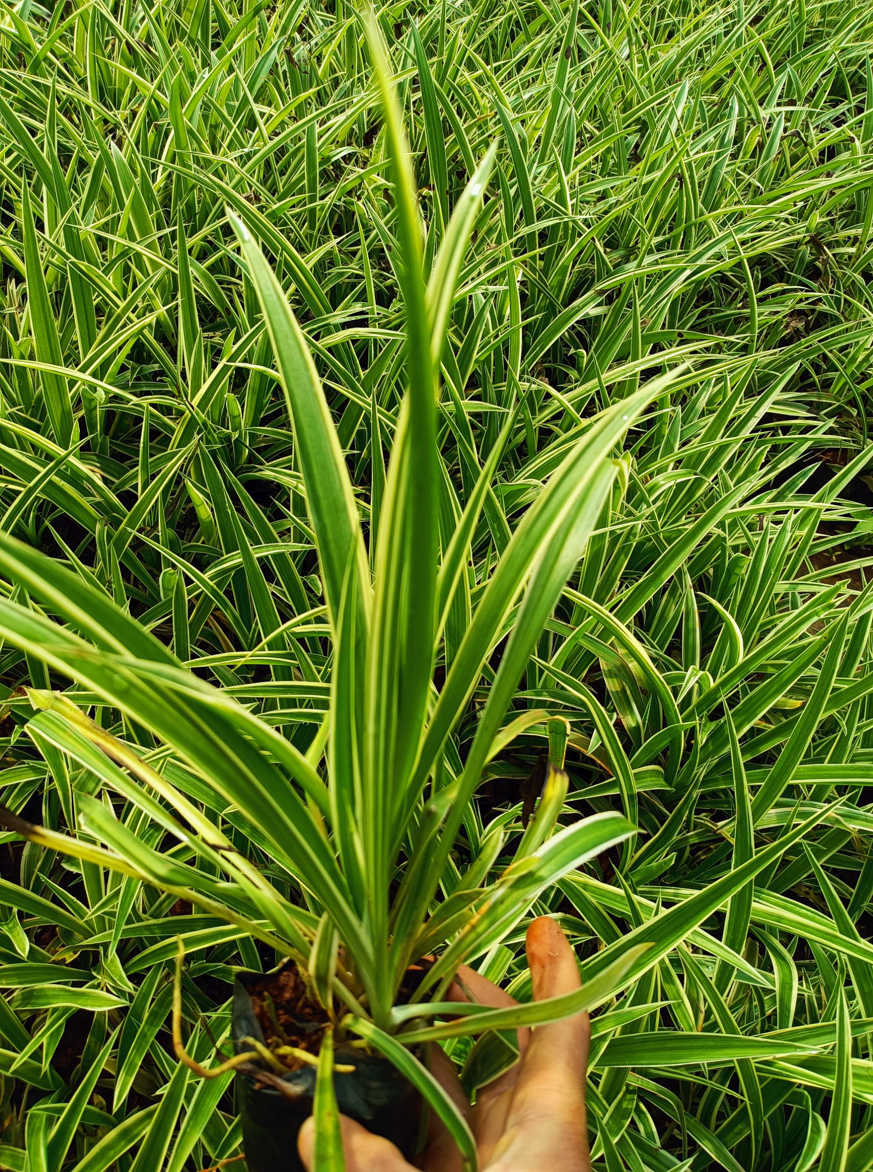 吊兰 银边吊兰 金边吊兰 基地直供