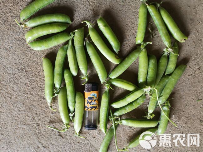 豌豆荚  青碗豆，精品青碗豆火热销售…