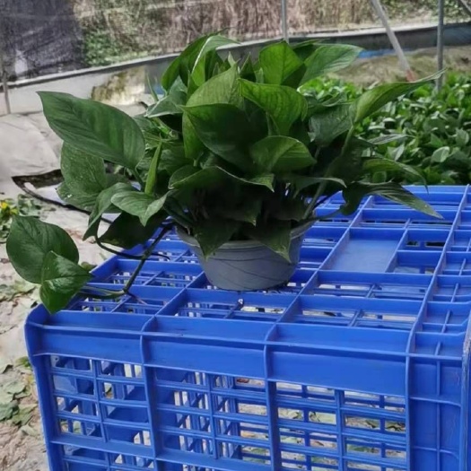 慈溪市绿萝  适合各种场合摆放   都好看   带吸水盆
