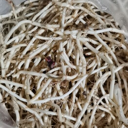 贵阳 贵州特产折耳根，节节根，鱼腥草。