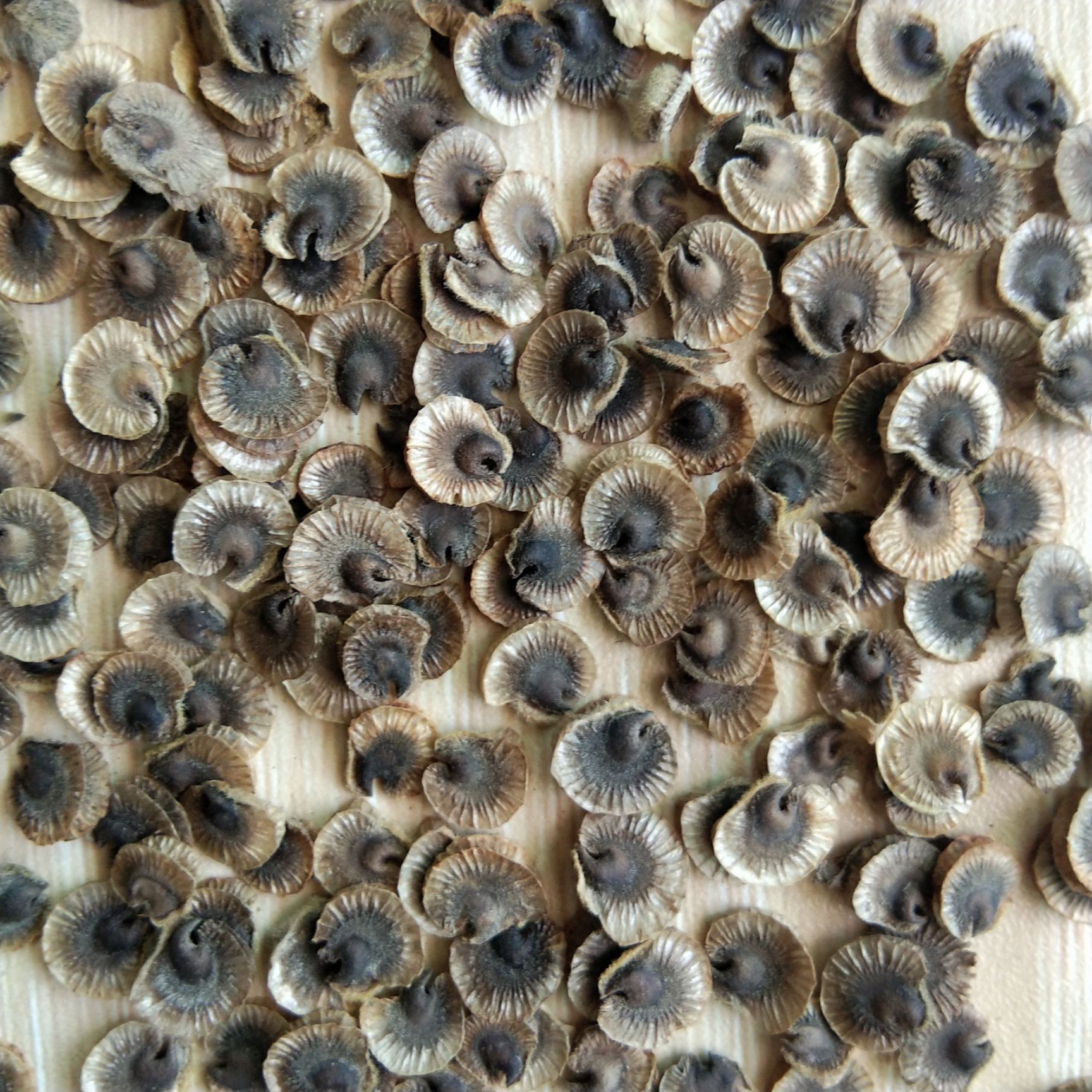 蜀葵种子  新产蜀葵花种子 蜀葵籽 熟季花籽 一丈红 花卉绿