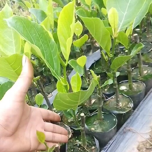 白沙县马来西亚一号菠萝蜜苗  菠萝蜜苗有1号8号12号5号