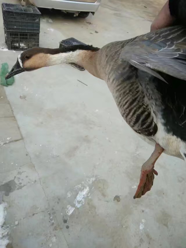 雁鹅种蛋