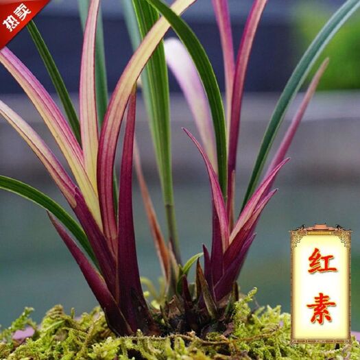 南靖县老种兰花市长红 经典建兰红花四季兰花开漂亮花卉