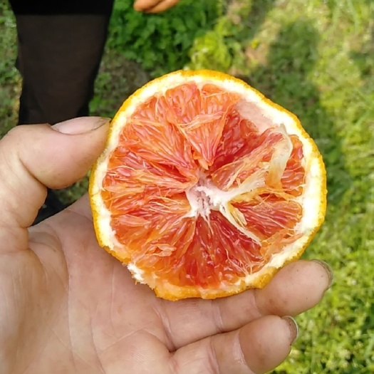 资阳橙树苗 血橙爱媛耙耙柑大树小树苗果子，资阳市丰裕镇苏果源合作社王为祥
