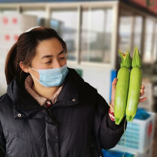聊城聊城万亩西葫芦，产地直销，代发全国！