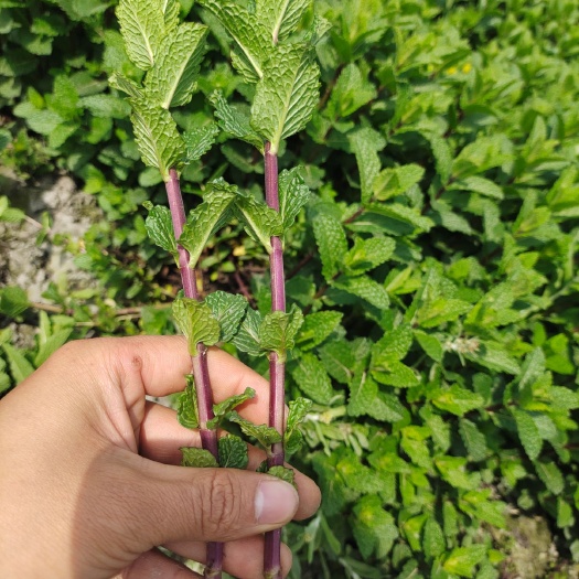 彭州市薄荷苗，留兰香薄荷苗，胡椒薄荷苗，食用薄荷，药典品种！