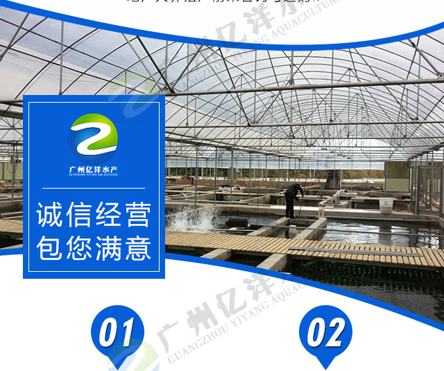 杂交青宝路罗非鱼苗 海南壹号罗非鱼苗 耐寒抗病强 包邮送货