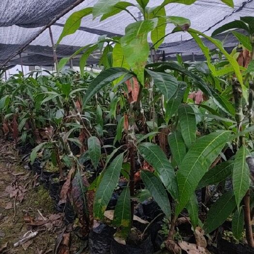 田东县金煌芒果苗  金煌芒果树苗 芒果苗木 种苗 幼苗 小苗杯苗带泥土 包邮