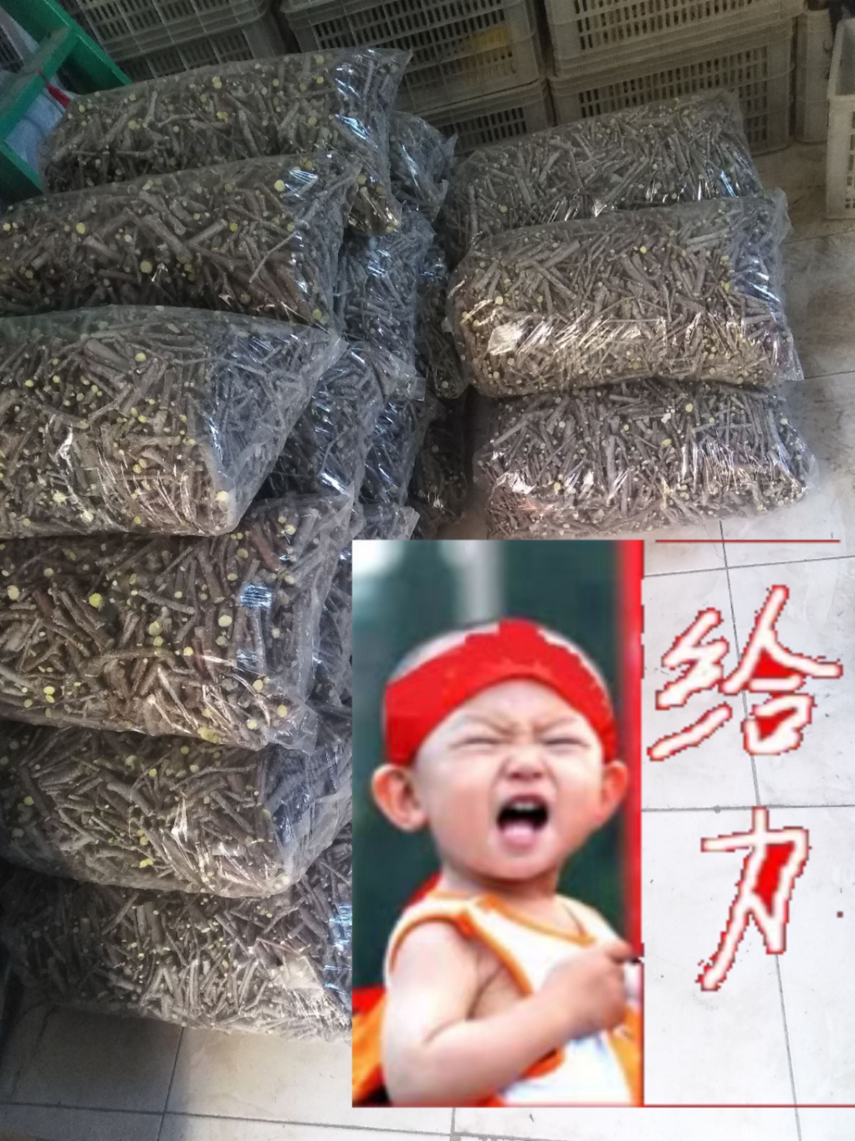 冬枣接穗  中华蟠枣接穗