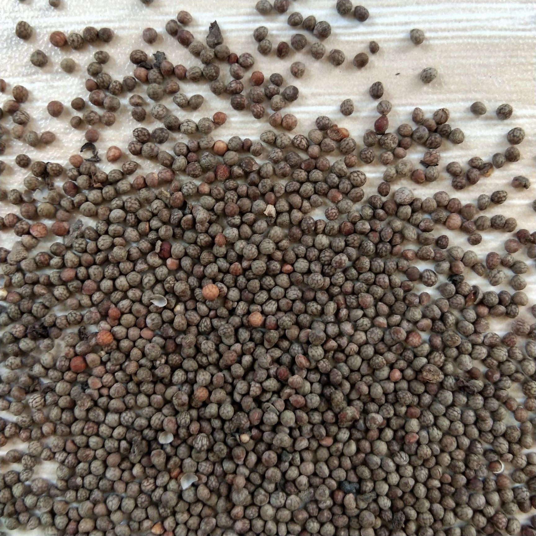 新产紫苏种子 紫苏籽 单面苏子 双面苏子 紫苏叶种子