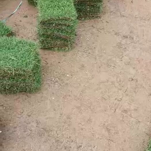 清远 草
