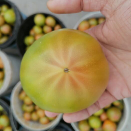 海阳市黄番茄  黄金西红柿，黄筋西红柿精品，果面数条金线，果形饱满