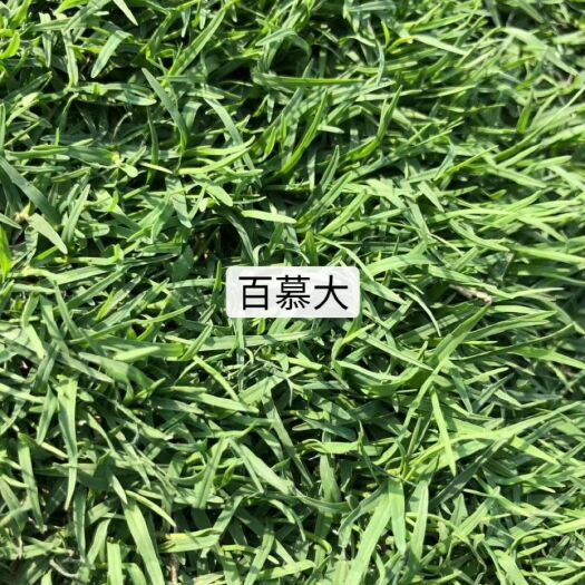 惠州 百慕大草坪