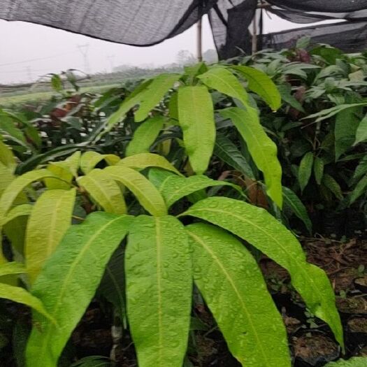 田东县芒果苗 包邮基地直销厂家批发金煌芒果树苗营养杯带泥土发货 次年结果