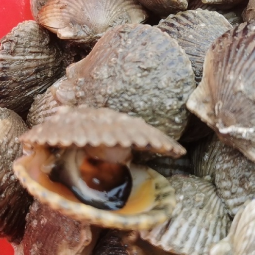 遂溪县白贝 湛江北部湾天然养殖