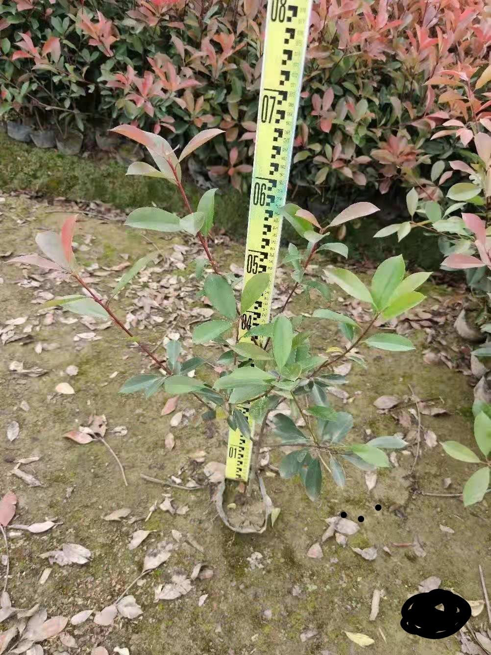  红叶石楠  五斤袋  七斤袋