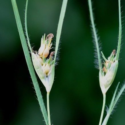 野牛草种子  野-牛草适应性强喜阳光耐半荫耐瘠薄土土壤作为工矿企业