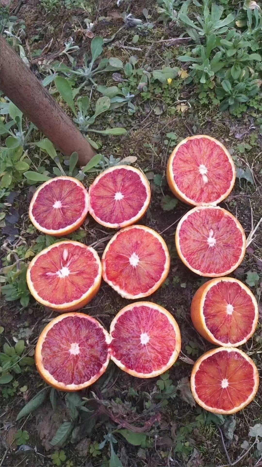 橙树苗 血橙爱媛耙耙柑大树小树苗果子，资阳市丰裕镇苏果源合作社王为祥