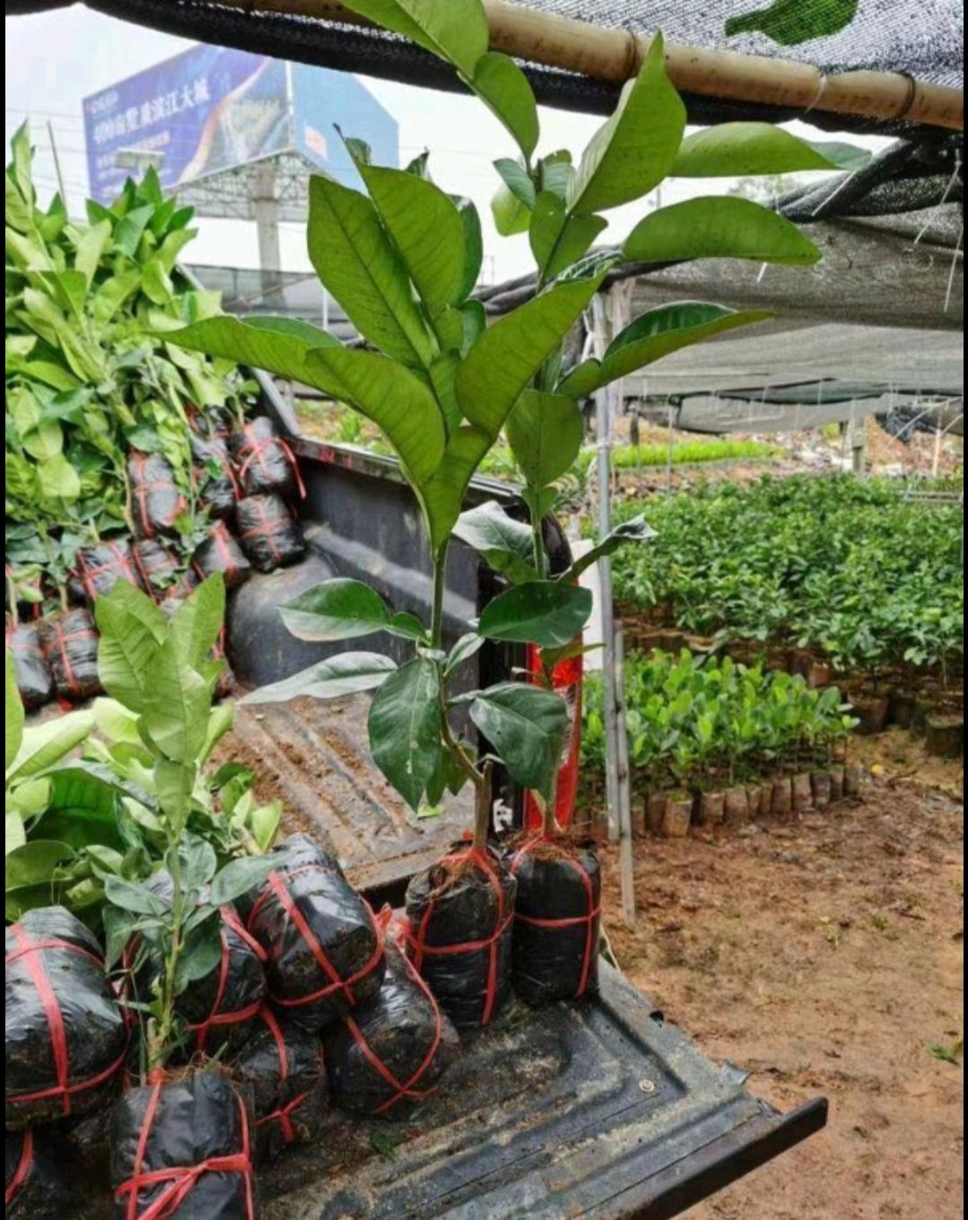 泰国红宝石柚苗  泰国红宝石，红心柚子苗