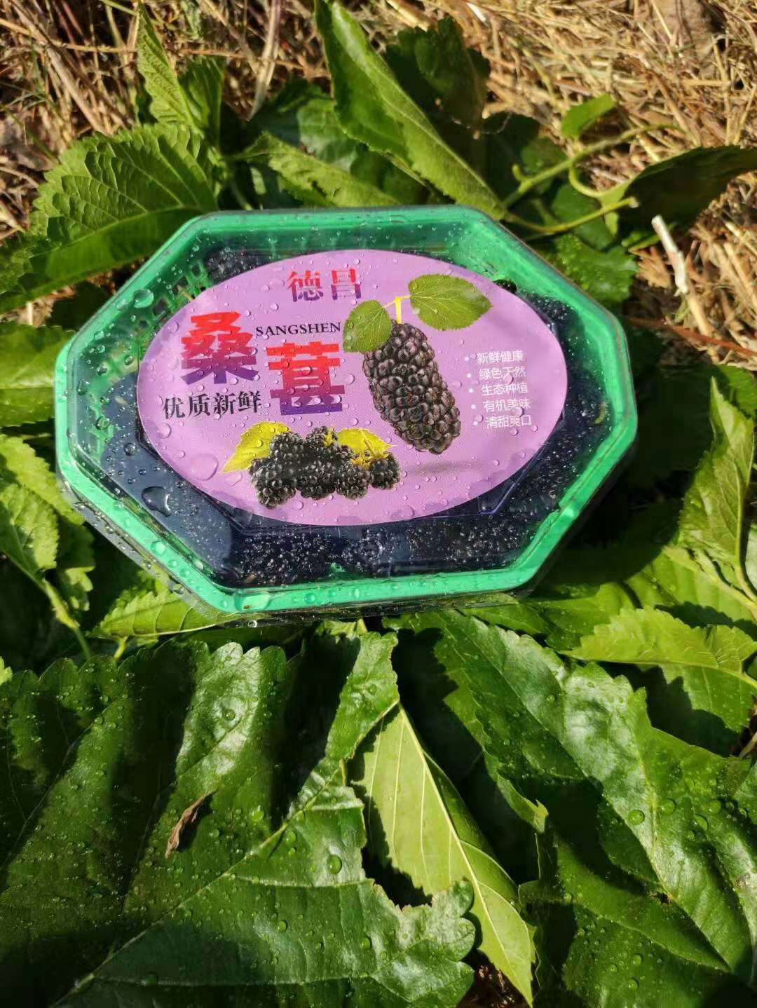 桑葚 产地大量供应 陆运   全国空运当天到货