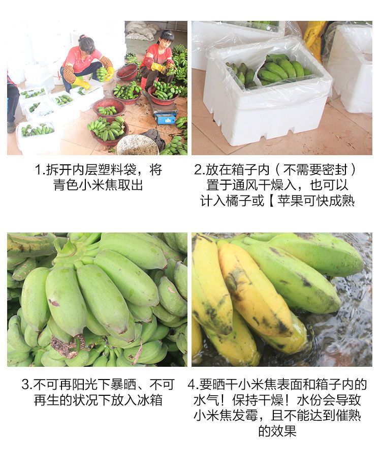 【泡沫箱】广东粉蕉西贡蕉新鲜香蕉水果 现摘现发3斤/5斤/9