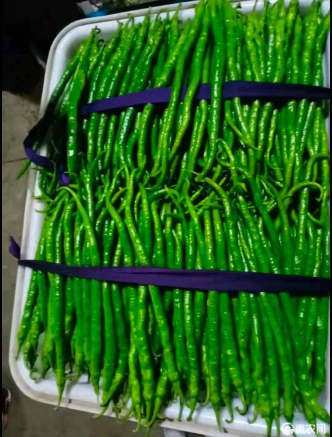 二荆条辣椒苗  本基地推出二荆条椒苗，苗壮，苗龄适当，抗病，