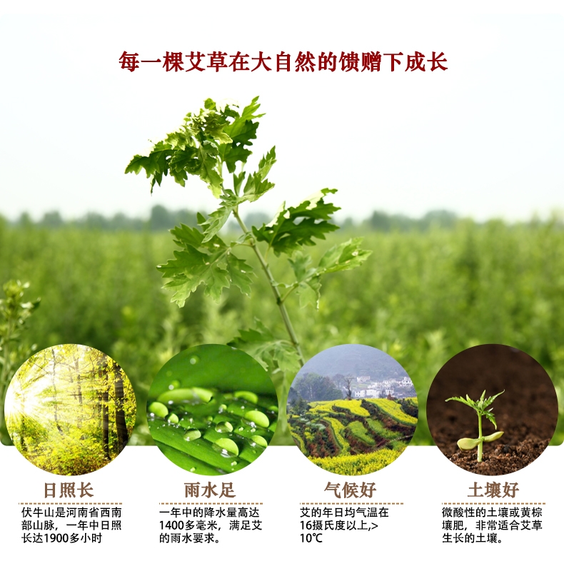 蕲艾 纯艾叶粉