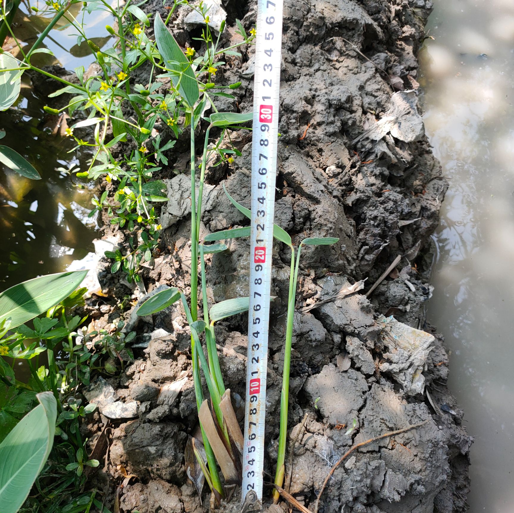  水生植物再力花