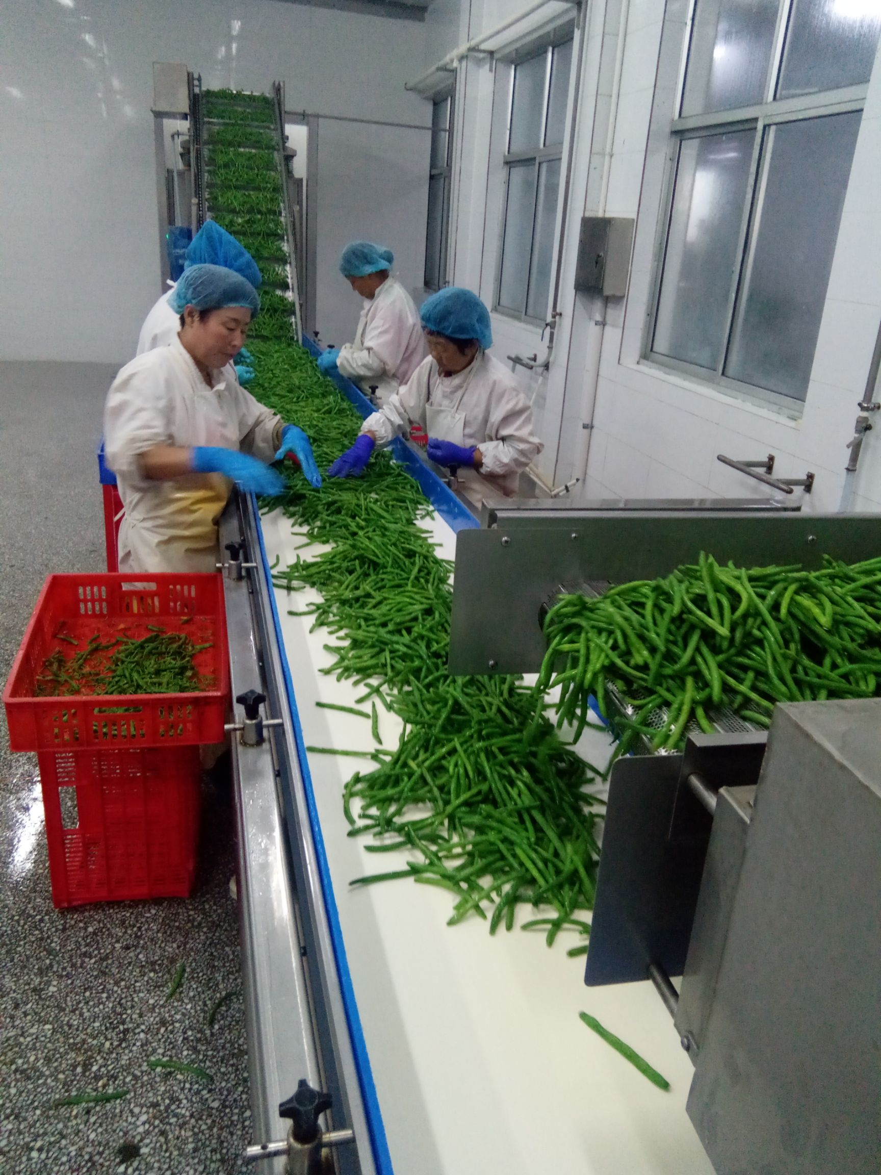5991刀豆冷冻条，品质好