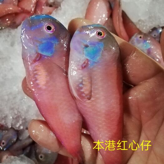红心仔鱼 惠来本港浅海鱼，鱼鳞都能吃，香煎最棒。