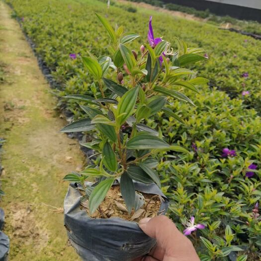 东莞市 牡丹 园林绿化工程袋苗 基地直供