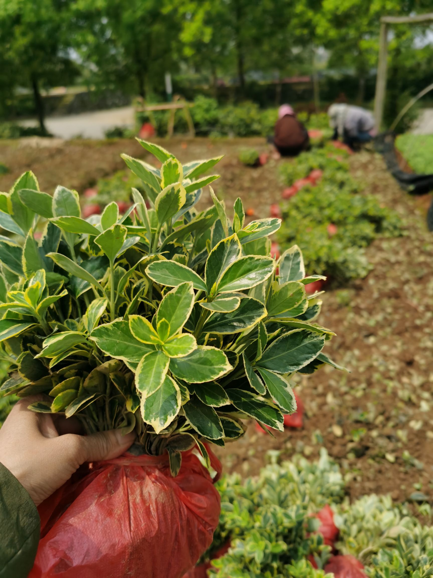 湖南金边黄杨小苗杯苗色块苗基地大量供应金边黄杨球形