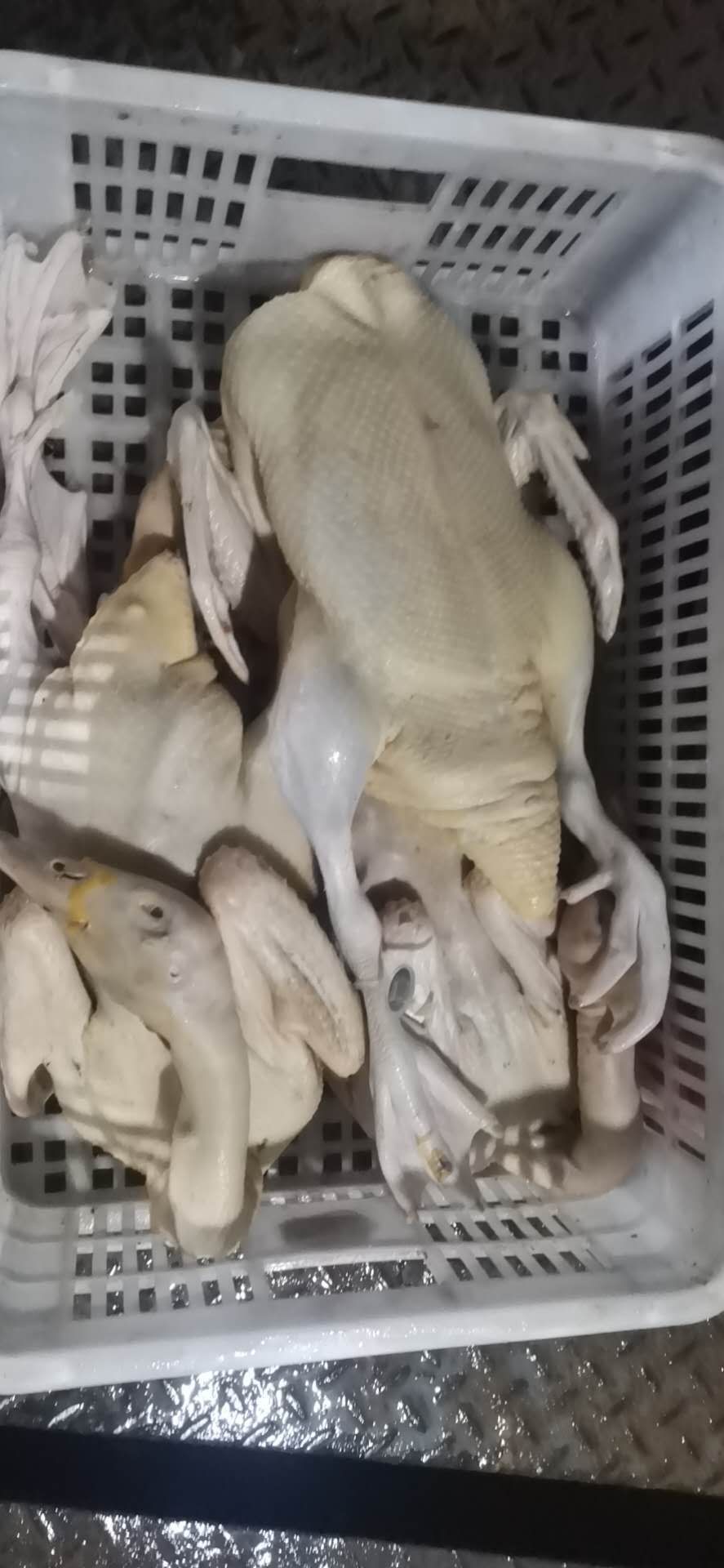白条鸭  白条番鸭（火鸭/旱鸭）