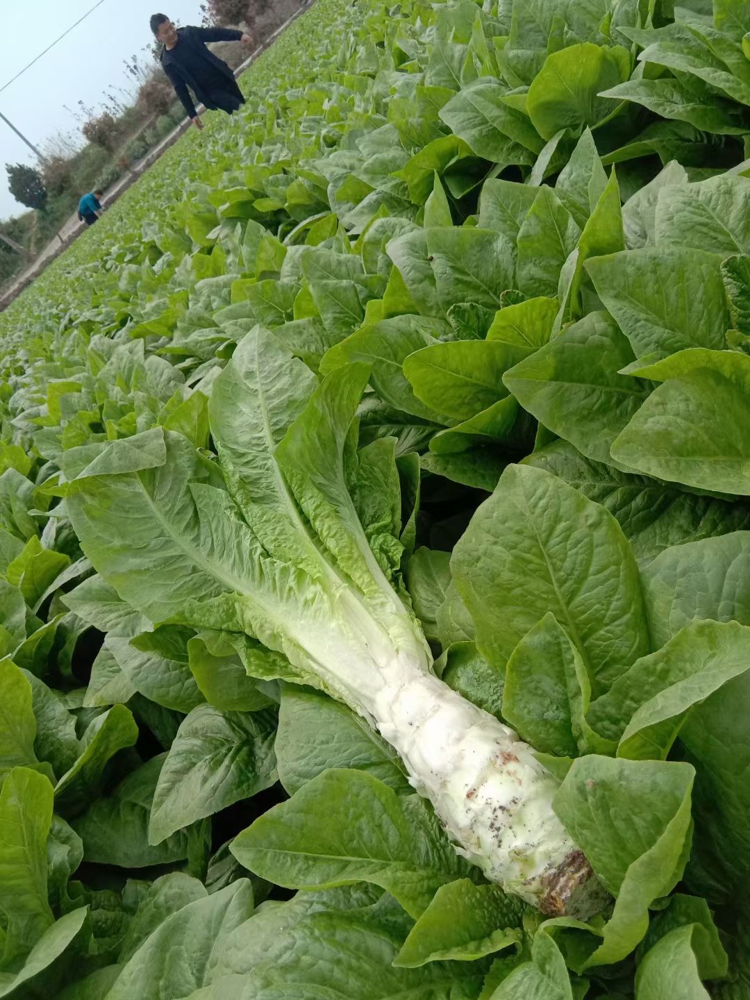 白皮莴笋  青笋产地直销  个头均匀颜色鲜亮