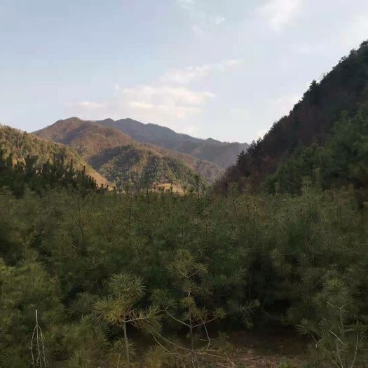 宝鸡白皮松  占地