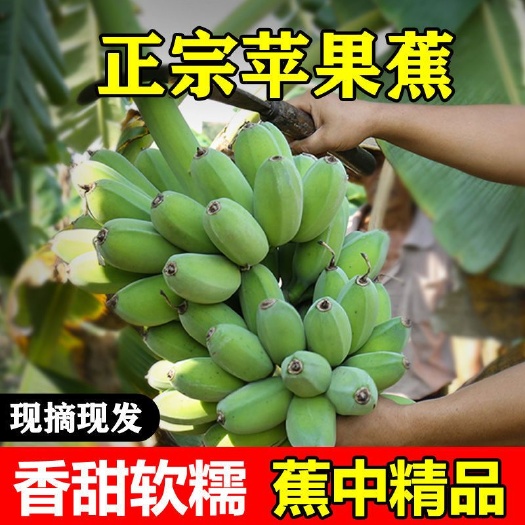 湛江香蕉  广东苹果蕉粉蕉广粉青蕉新鲜水果粉蕉非小米蕉无催熟无催熟剂现摘