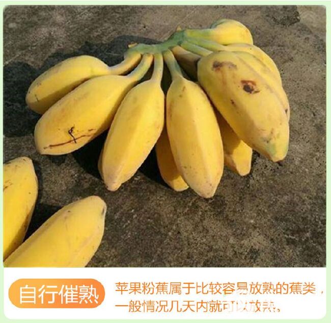 香蕉  广东苹果蕉粉蕉广粉青蕉新鲜水果粉蕉非小米蕉无催熟无催熟剂现摘