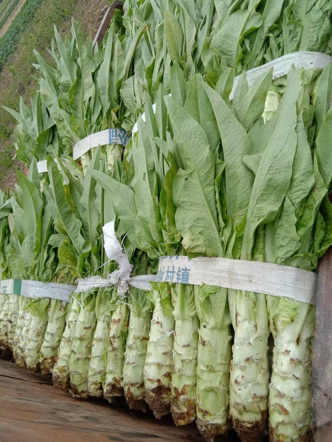 白皮莴笋  青笋产地直销  个头均匀颜色鲜亮