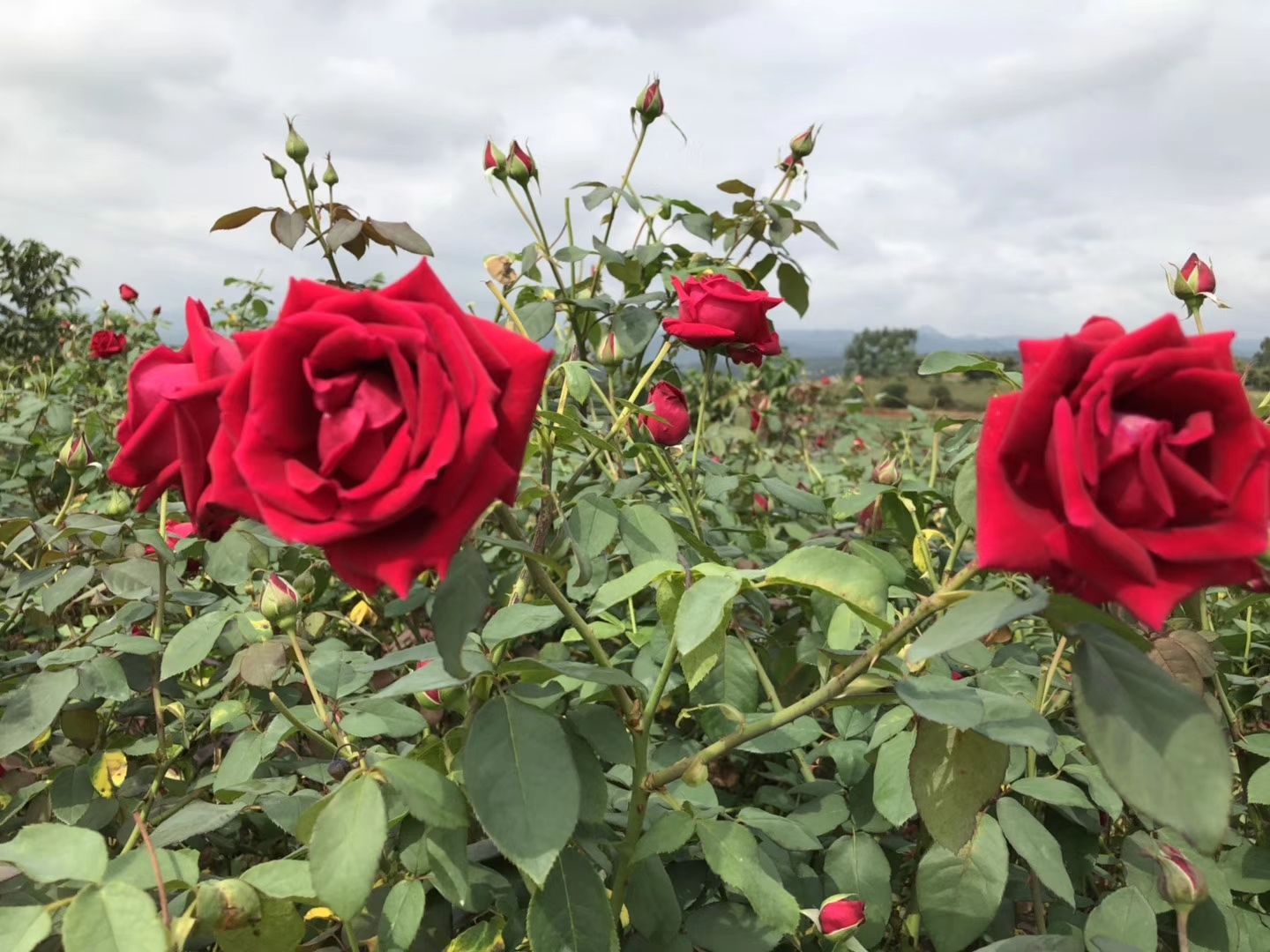 食用玫瑰扦插苗：滇红、大马士革、墨红、金边玫瑰