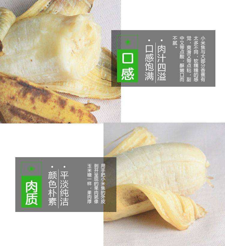 【泡沫箱】广东粉蕉西贡蕉新鲜香蕉水果 现摘现发3斤/5斤/9