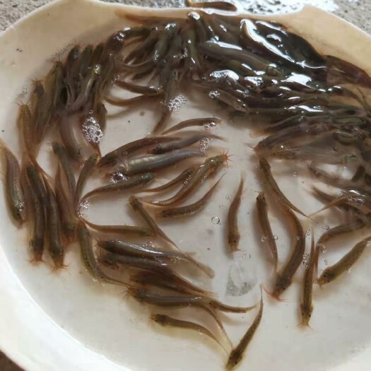 兴安县 泥鳅苗