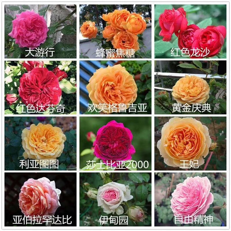 欧月：藤本灌木扦插苗批发，品种多，全场包邮，两个月左右开花。