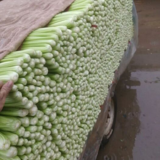邯郸芹菜